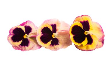 izole Hercai Menekşe 