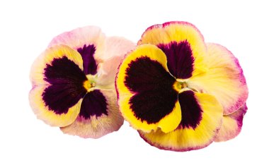 izole Hercai Menekşe 