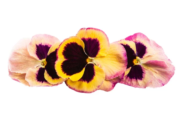 Pansy isolado — Fotografia de Stock