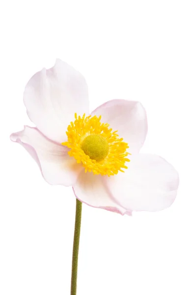 Anemone flower isolated — Stock Photo, Image