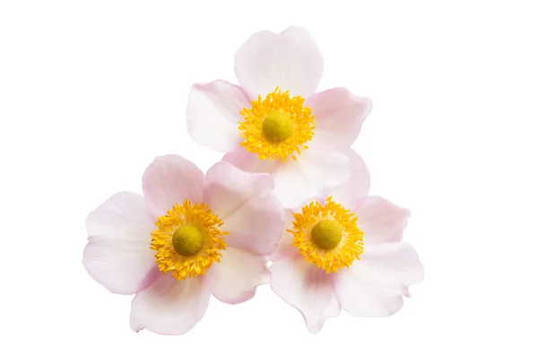 Anemone flower isolated — Stock Photo, Image