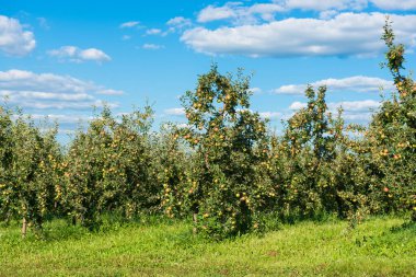Güneşli bir günde elma Bahçe