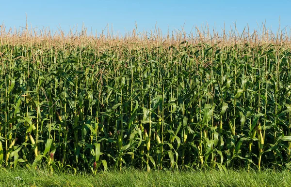 Field of green corn on a sunny day — Stock Photo, Image
