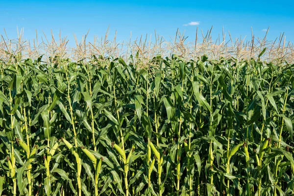 Veld van groene maïs op een zonnige dag — Stockfoto