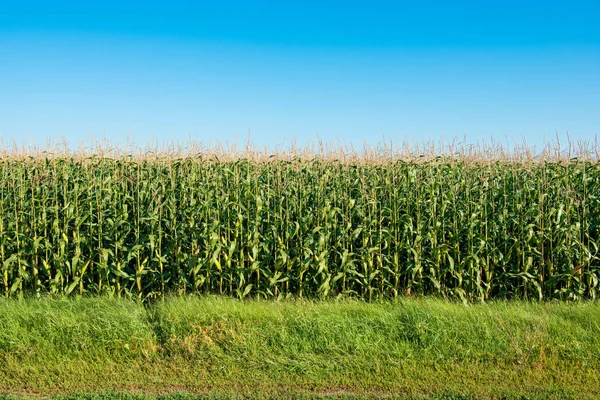 Veld van groene maïs op een zonnige dag — Stockfoto