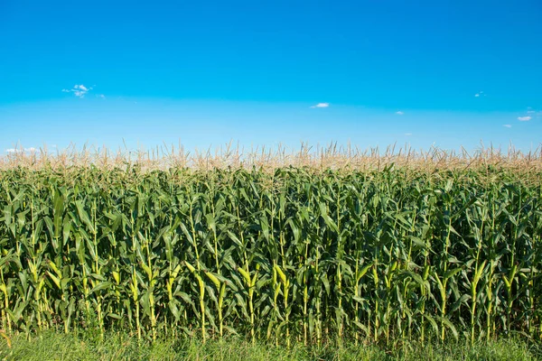 Campo de maíz verde en un día soleado — Foto de Stock