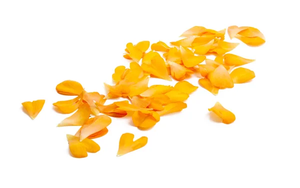 Buttercup petals isolated — Stock Photo, Image