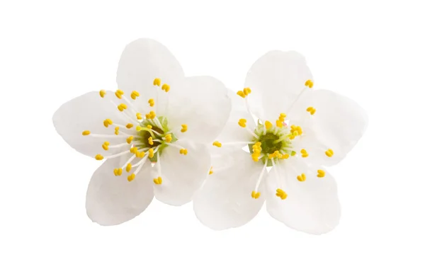 Wiśniowy kwiat na białym tle — Zdjęcie stockowe