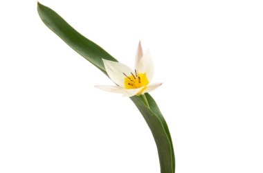 İki renkli lale izole 