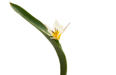 İki renkli lale izole 