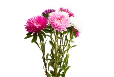 izole aster çiçek 