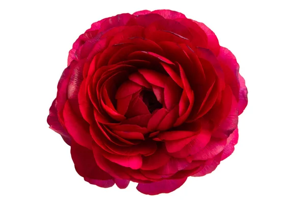 Red persian buttercup — Stock Photo, Image