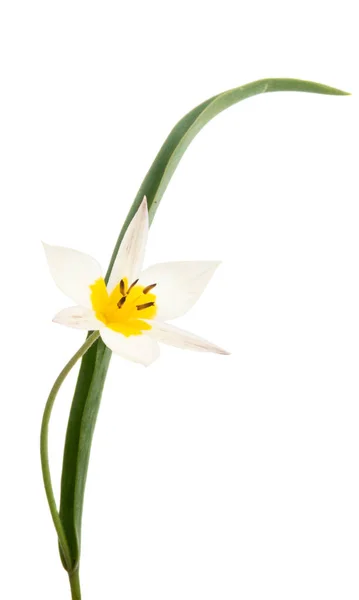 Tulipano bicolore isolato — Foto Stock