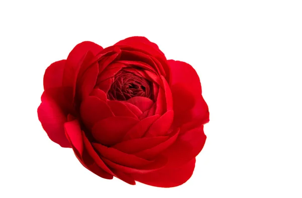 Red persian buttercup — Stock Photo, Image
