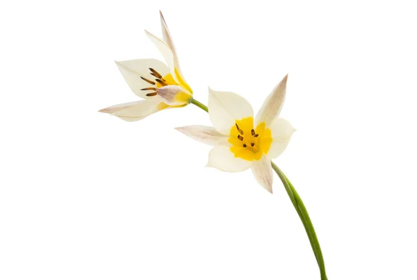 Dwukolorowy tulipan na białym tle — Zdjęcie stockowe