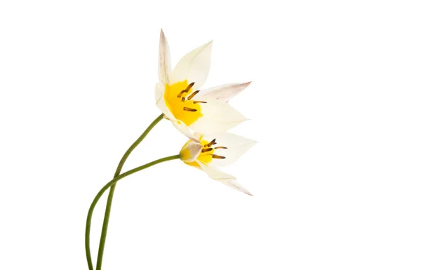 Tulipano bicolore isolato — Foto Stock