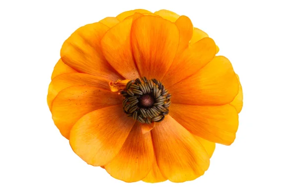 Persian buttercup — Stock Photo, Image