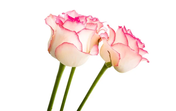 Rosas rosadas aisladas — Foto de Stock