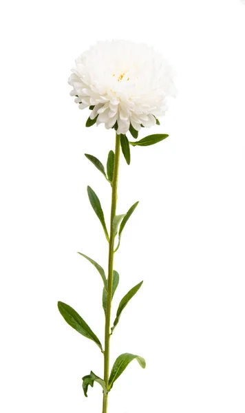 Aster bloem geïsoleerd — Stockfoto
