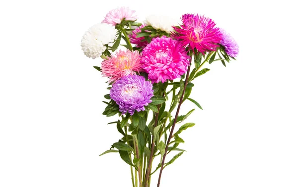 절연과 꽃 꽃 — 스톡 사진