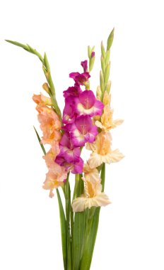 gladiol buketi