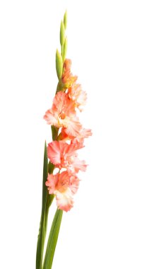 Glayöl çiçek izole 