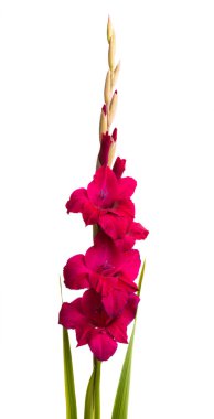 Glayöl çiçek izole 