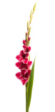 Glayöl çiçek izole 