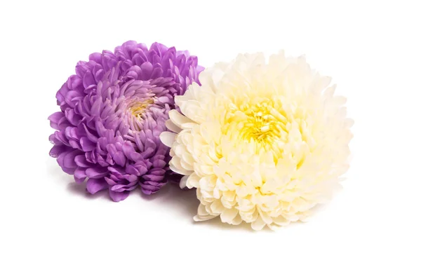 Aster flower isolated — Stock Photo, Image