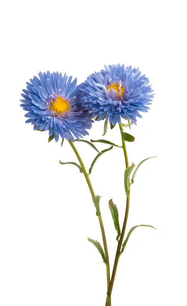 Aster flower isolated — Stock Photo, Image