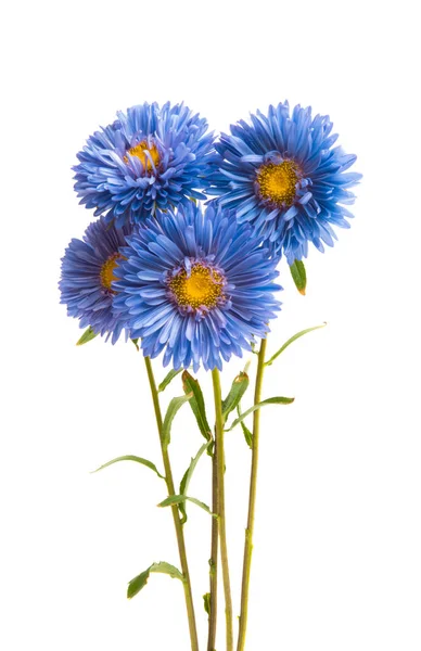 Aster fleur isolée — Photo