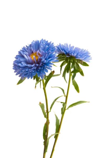 Astru floare izolat — Fotografie, imagine de stoc