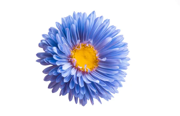 Izole aster çiçek — Stok fotoğraf