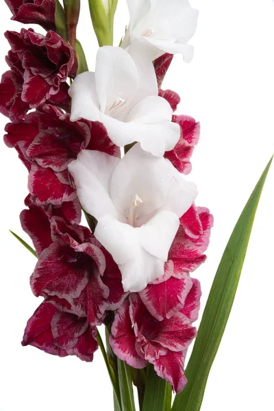 Gladiolenstrauß — Stockfoto