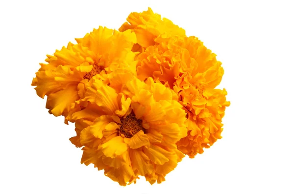 Bunga marigold terisolasi — Stok Foto
