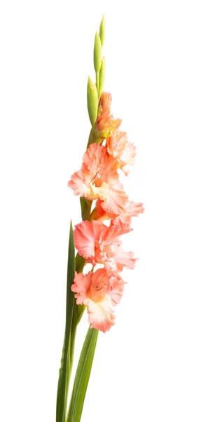 Bunga gladiolus terisolasi — Stok Foto