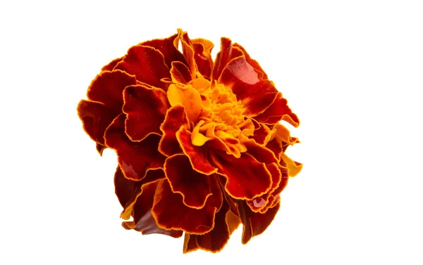 Marigold flowers isolated — Stock Photo, Image