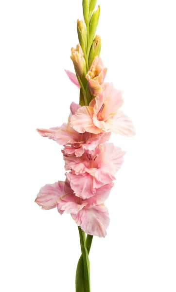 Gladiolus virág elszigetelt — Stock Fotó