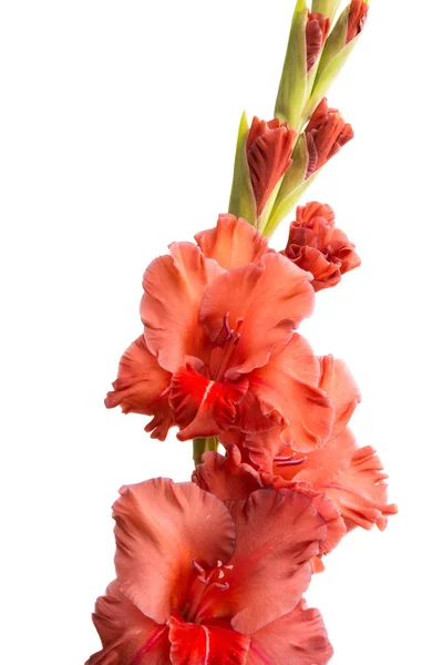 Fiore gladiolo isolato — Foto Stock