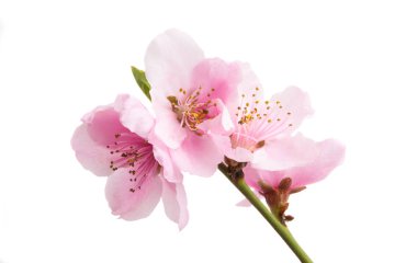 izole sakura çiçek 