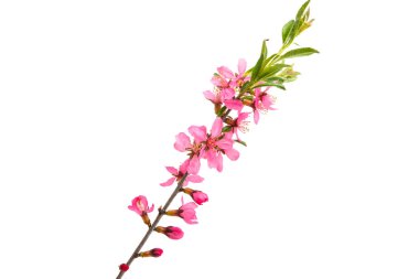 yabani badem çiçeği 