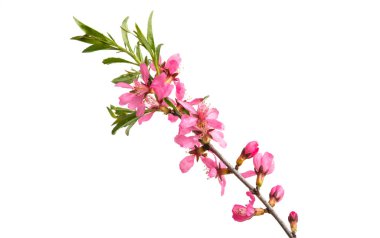 yabani badem çiçeği 