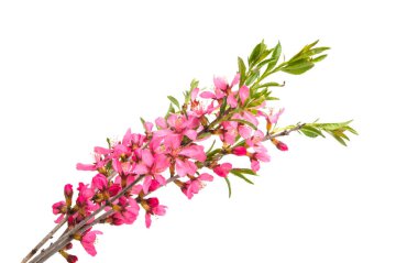 yabani badem çiçeği 