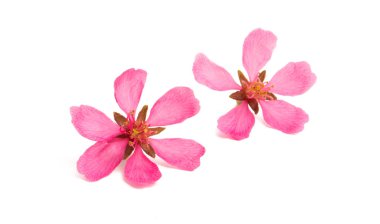 yabani badem çiçeği 