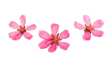 yabani badem çiçeği 