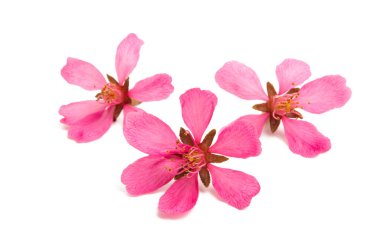 yabani badem çiçeği 