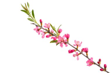 yabani badem çiçeği 