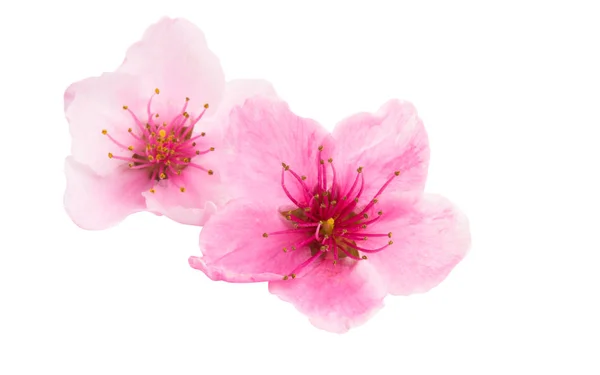 Sakura blomma isolerade — Stockfoto