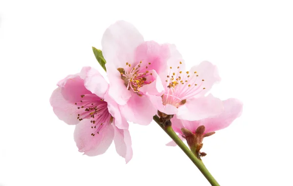 Сакура квітка ізольовані — стокове фото