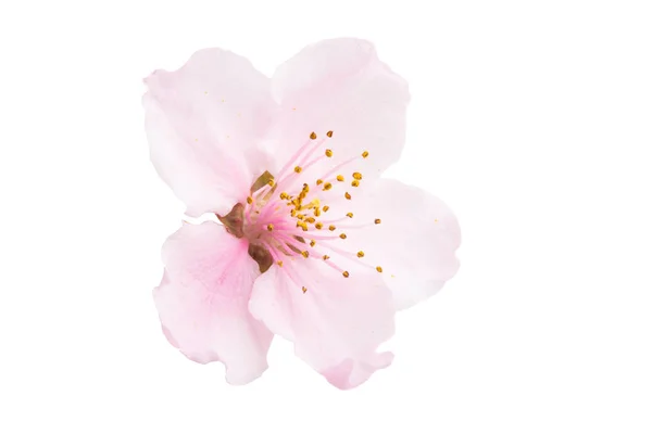 Fiore di sakura isolato — Foto Stock